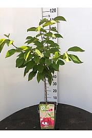 Prunus avium Bigareau Burlat C5 Lit. 80-100 cm BIO