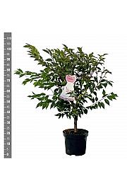 Prunus Autumnalis Rosea C7,5 Lit. 80-100 cm