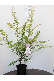 Prunus Autumnalis Rosea C7,5 lit. 80-100 cm