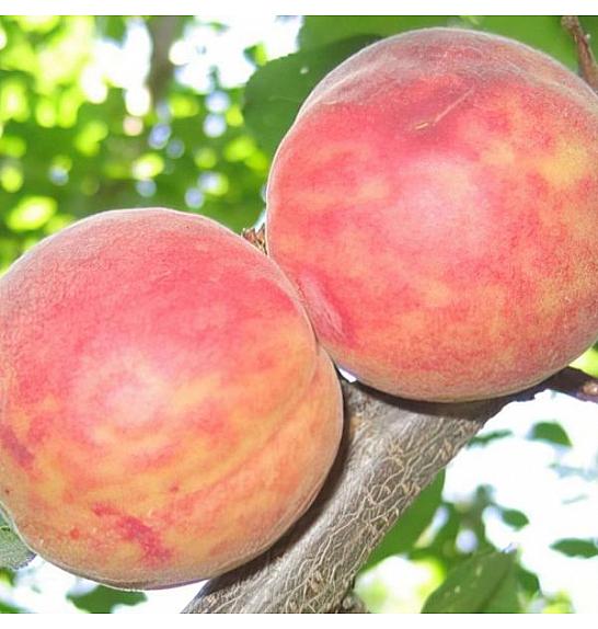 Prunus armeniaca Tiger C5 Lit. 60-80 cm Na stabljici 40 cm