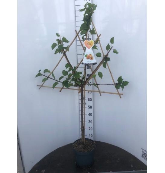 Prunus armeniaca C7,5 Lit. 150-175 cm Špalir