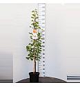 Prunus armeniaca Bergeron C7,5 Lit. 125-150 cm (35507)