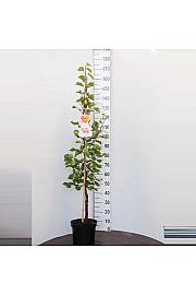 Prunus armeniaca Bergeron C7,5 Lit. 125-150 cm (35507)
