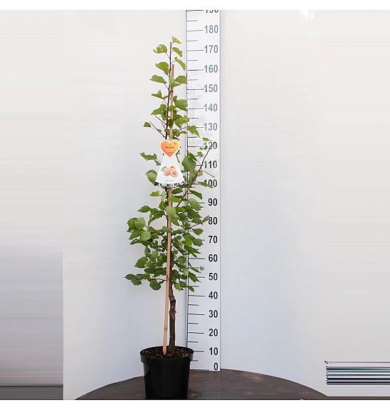 Prunus armeniaca Bergeron C7,5 Lit. 125-150 cm (35507)