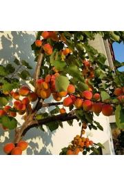 Prunus armeniaca Armicol C7,5 Lit. 100-125 cm Stebričasta