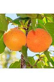 Prunus armeniaca Armicol C5 Lit. 80-100 cm Stebričasta