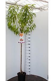 Prunus amygdalus Dulcis C7,5 Lit. 175-200 cm Na steblu 100 cm