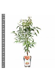 Prunus amygdalus Dulcis C5 Lit. 80-100 cm Patio