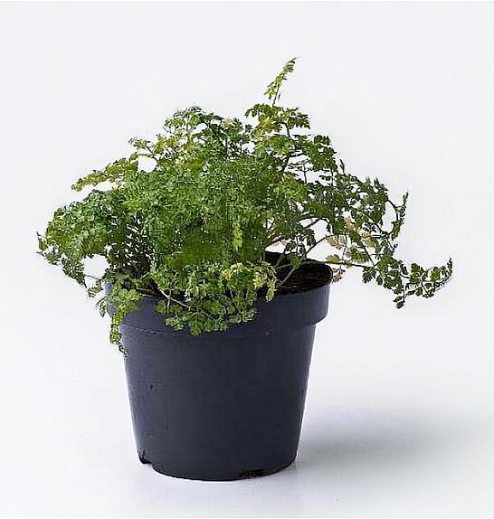 Anthriscus cerefolium Ø14