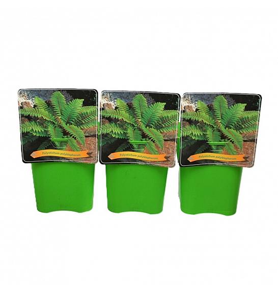 Polystichum Polyblepharum C5 Lit.