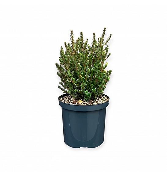Podocarpus x Jalako Red ® (=Crveni poljubac) C2.5 lit. 15-20 cm