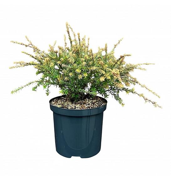 Podocarpus x Country Park Fire C2,5 Lit. 20-25 cm