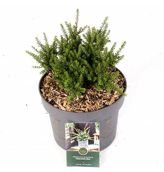 Podocarpus x Čokoladna kutija C5 lit. 25-30 cm