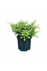 Podocarpus macrophyllus Kilworth Cream C2,5 lit. 15-20 cm