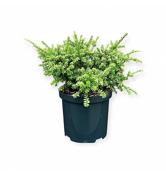 Podocarpus macrophyllus Kilworth Cream C2,5 lit. 15-20 cm