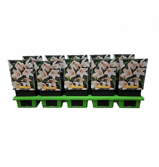 Platycodon grandiflorus Pink Ø11