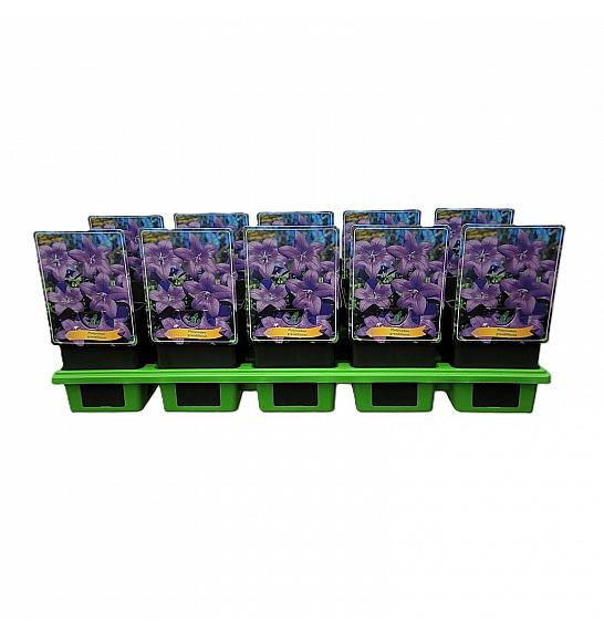 Platycodon grandiflorus Ø11