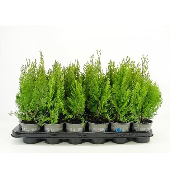 Platycladus orientalis Pyramidalis Aurea Ø9