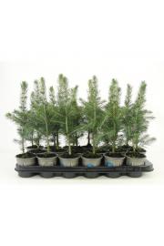 Platycladus orientalis Pyramidalis Aurea Ø9