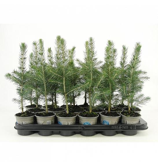 Platycladus orientalis Pyramidalis Aurea Ø9