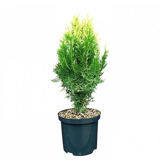 Platycladus orientalis Bömer NP C2.5 Lit. 20-25 cm