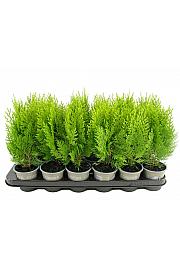 Platycladus orientalis Aurea Nana Ø9