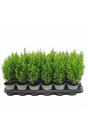 Platycladus orientalis Aurea Nana Ø9