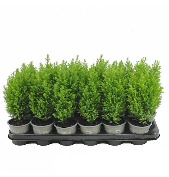 Platycladus orientalis Aurea Nana Ø9