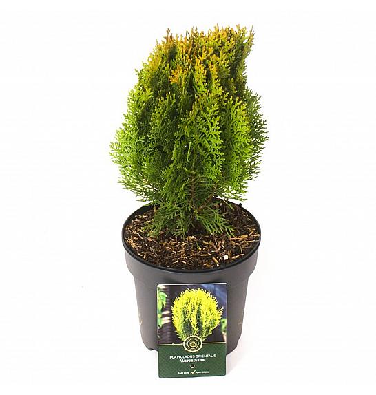 Platycladus orientalis Aurea Nana C2,5 Lit. 20-25 cm