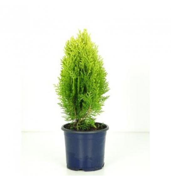 Platycladus orientalis Aurea Nana C1 Lit. 20-30 cm