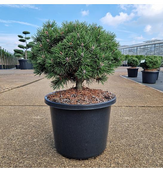Pinus uncinata Heideperle C12 Lit. 30-35 cm