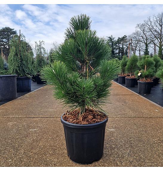 Pinus thunbergii Thunderhead C11 Lit. 40-50 cm