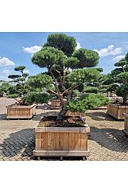 Pinus sylvestris Norsky v lesenem koritu 120x120 cm 225/+ cm Bonsai