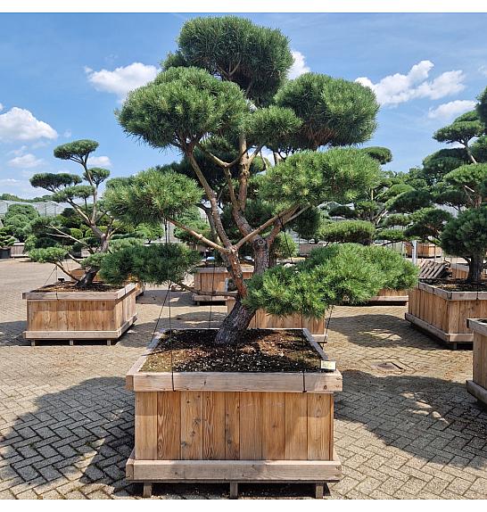 Pinus sylvestris Norsky v lesenem koritu 120x120 cm 225/+ cm Bonsai