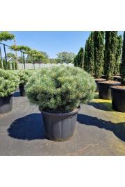 Pinus sylvestris Watereri C65 Lit. 80-90 cm