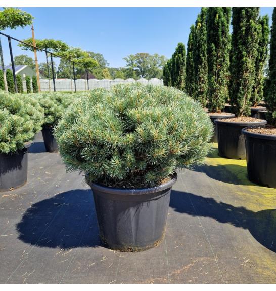 Pinus sylvestris Watereri C65 Lit. 80-90 cm