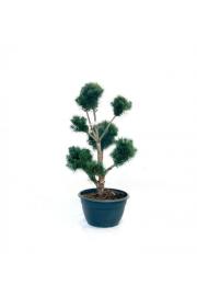 Pinus sylvestris Watereri C50 Lit. 100-120 cm Pon Pon