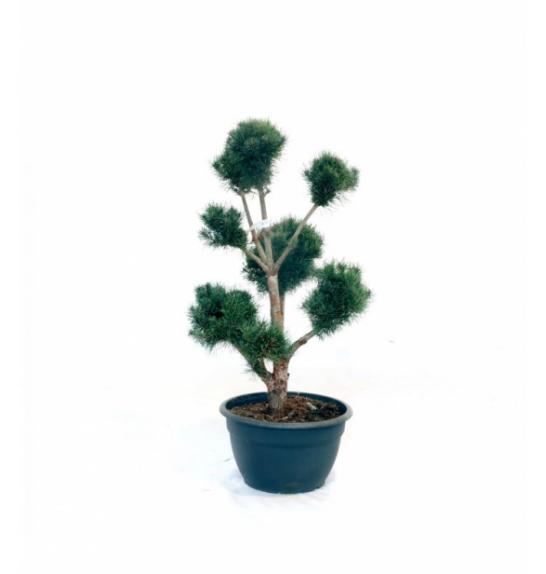 Pinus sylvestris Watereri C50 Lit. 100-120 cm Pon Pon