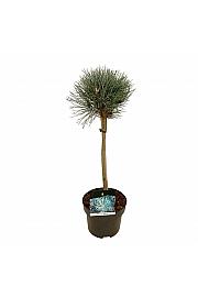 Pinus sylvestris Watereri C5 Lit. Na stabljici 40 cm