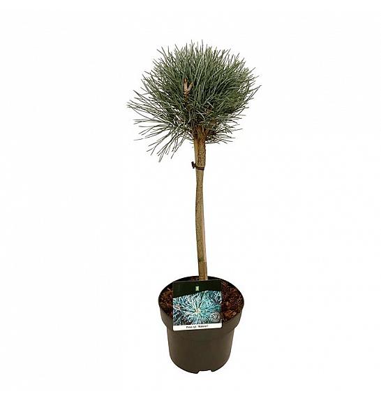Pinus sylvestris Watereri C5 Lit. Na stabljici 40 cm