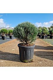 Pinus sylvestris Watereri C18 Lit. 40-45 cm