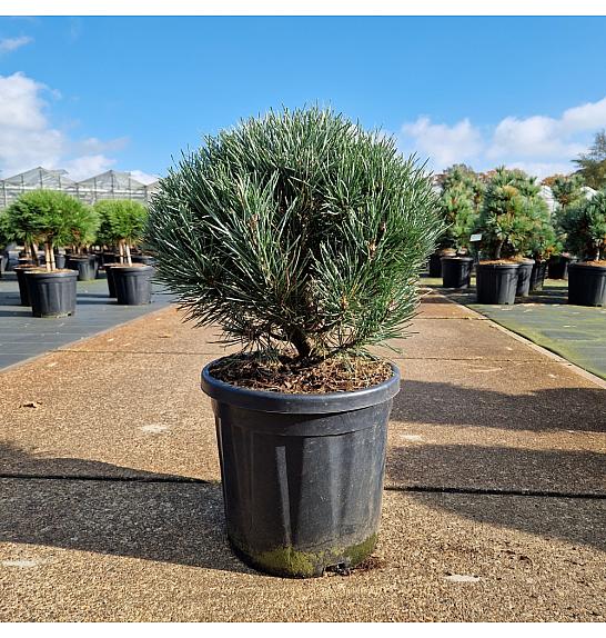 Pinus sylvestris Watereri C18 Lit. 40-45 cm