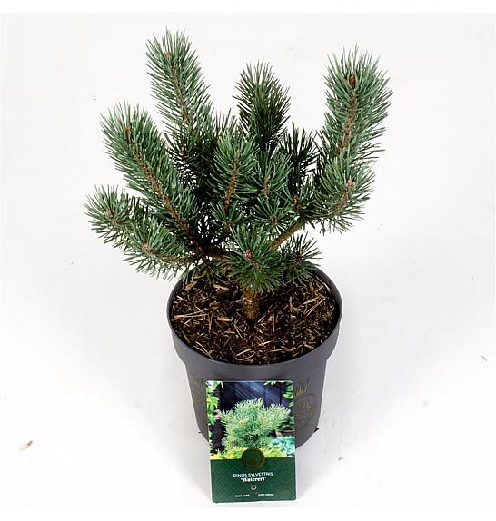 Pinus sylvestris Watereri C2.5 Lit. 25-30 cm