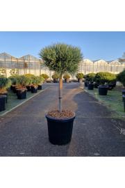 Pinus sylvestris Watereri C18 Lit. Na steblu 40 cm Krošnja 35 cm