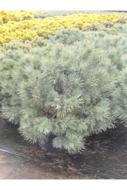 Pinus sylvestris Watereri C15 Lit. 60-70 cm