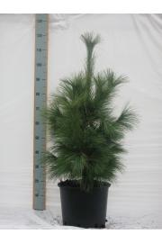 Pinus sylvestris Watereri C15 Lit. 40-50 cm
