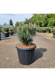 Pinus sylvestris Watereri C15 Lit. 35-40 cm
