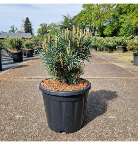 Pinus sylvestris Watereri C15 Lit. 35-40 cm