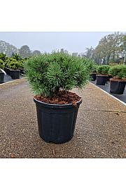 Pinus sylvestris Sandringham C11 Lit. 30/+ cm