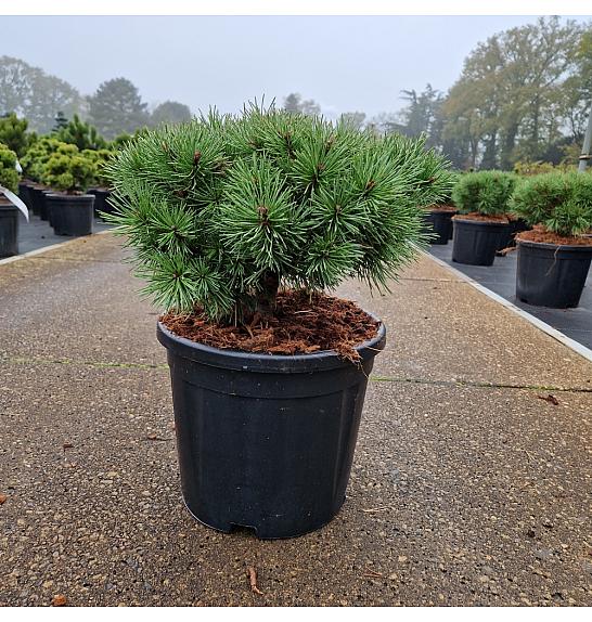 Pinus sylvestris Sandringham C11 Lit. 30/+ cm